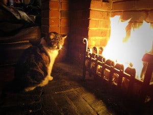 cat-by-fire