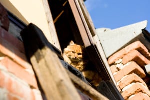 cat wondering is my attic safe