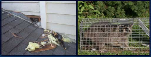 Raccoon causing damage to an attic and a raccoon caught in a cage