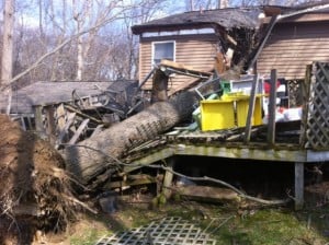 Fallen Tree on House
